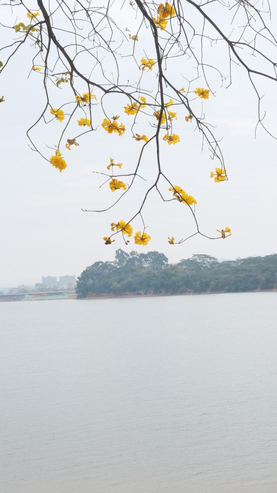 松湖春韵，巾帼绽风华 —— 三八活力团建行